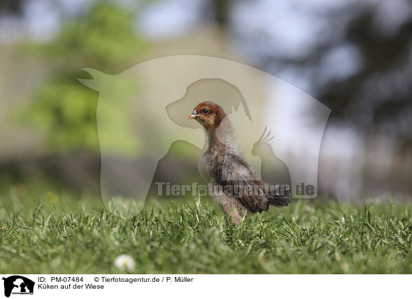 Kken auf der Wiese / Chicken on the meadow / PM-07484