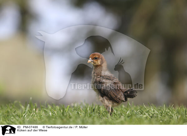Kken auf der Wiese / Chicken on the meadow / PM-07486