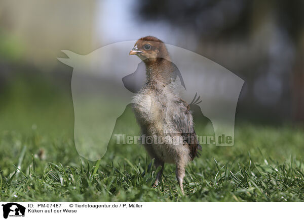 Kken auf der Wiese / Chicken on the meadow / PM-07487