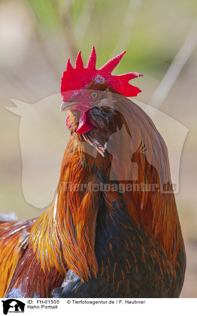 Hahn Portrait / Cock portrait / FH-01505