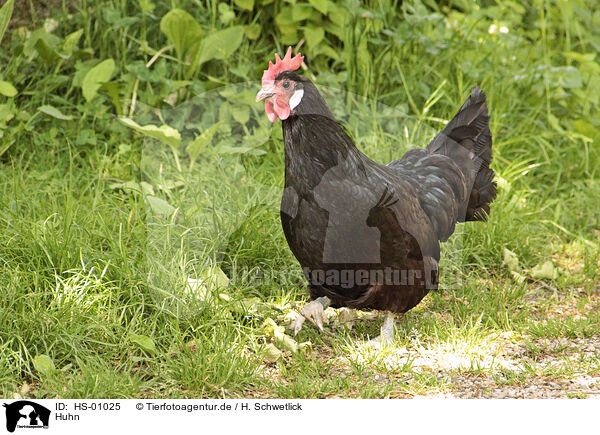 Huhn / chicken / HS-01025