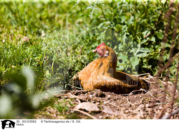 Huhn / chicken / SO-03582
