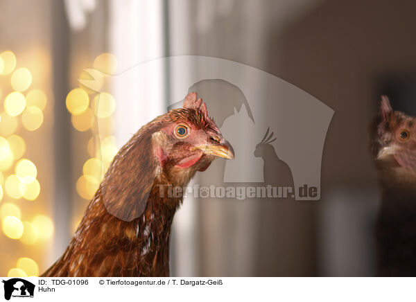 Huhn / chicken / TDG-01096