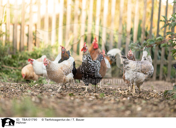 Hhner / chickens / TBA-01790
