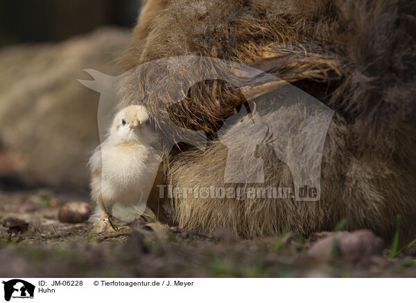 Huhn / JM-06228