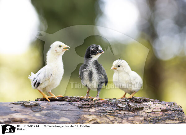 Kken / chicks / JEG-01744