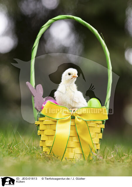 Kken / chick / JEG-01813
