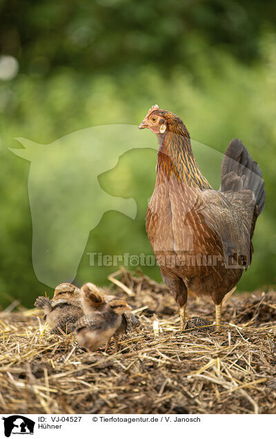 Hhner / chicken / VJ-04527
