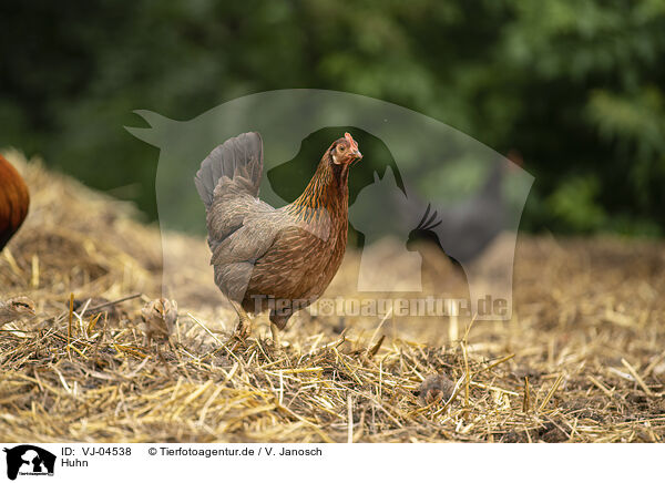 Huhn / VJ-04538