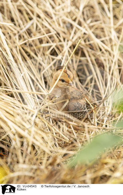Kken / chick / VJ-04543