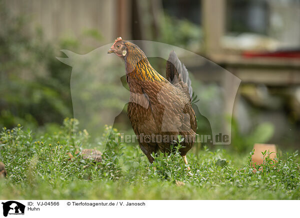 Huhn / VJ-04566