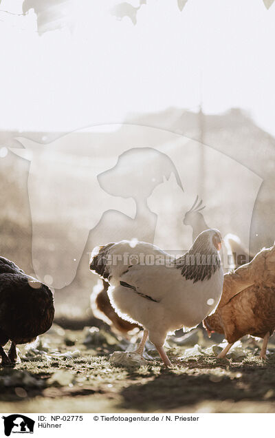 Hhner / chicken / NP-02775