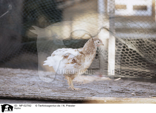 Huhn / chicken / NP-02782