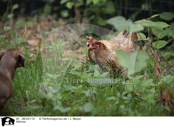 Hhner / chicken / JM-20110