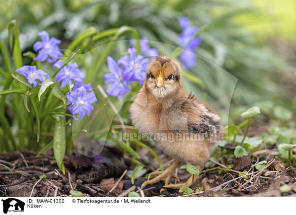 Kken / chick / MAW-01300
