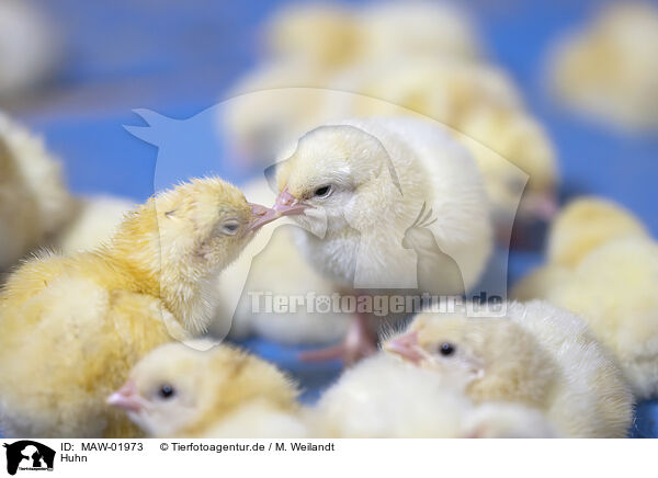 Huhn / chicken / MAW-01973