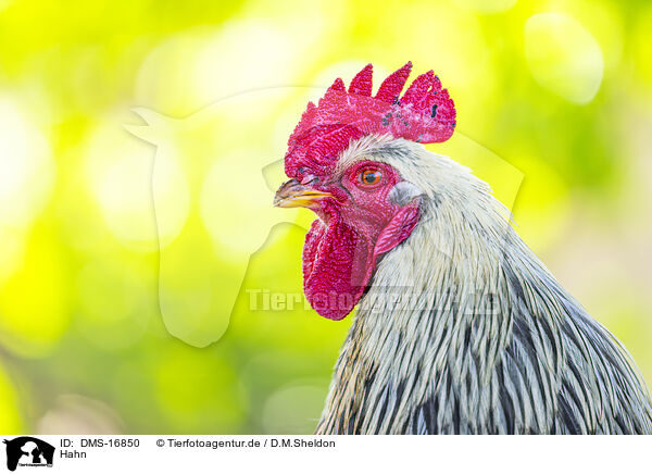 Hahn / rooster / DMS-16850