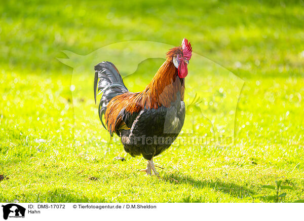 Hahn / rooster / DMS-17072