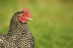 Huhn Portrait