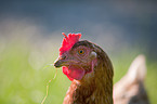 Huhn Portrait