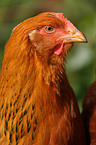 Huhn Portrait