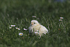 Kken auf der Wiese