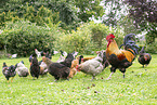 Huhn