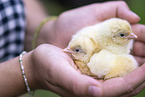 Huhn