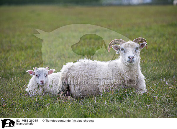 Islandschafe / Islandic sheeps / MBS-26945