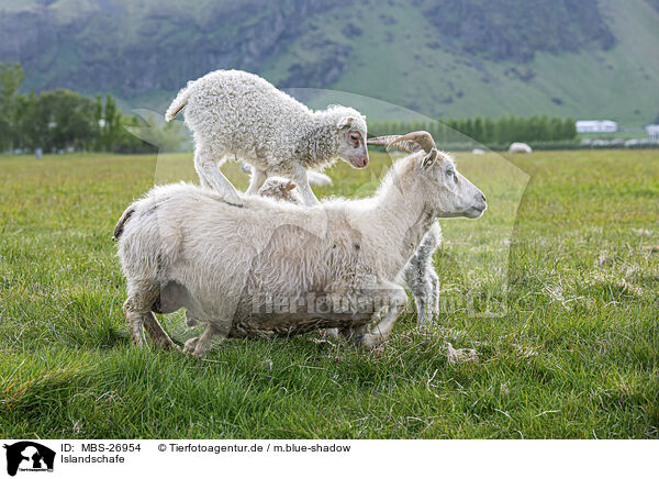 Islandschafe / Islandic sheeps / MBS-26954
