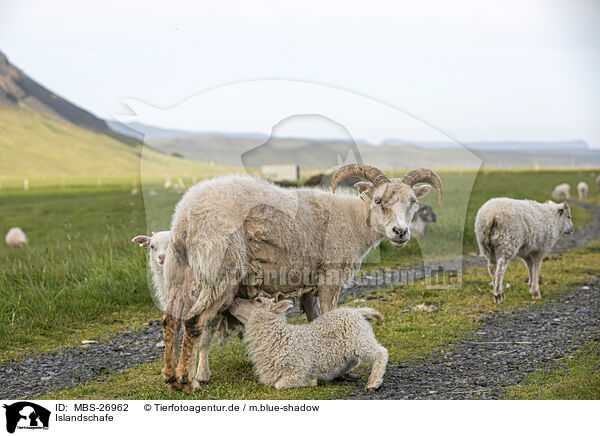 Islandschafe / Islandic sheeps / MBS-26962