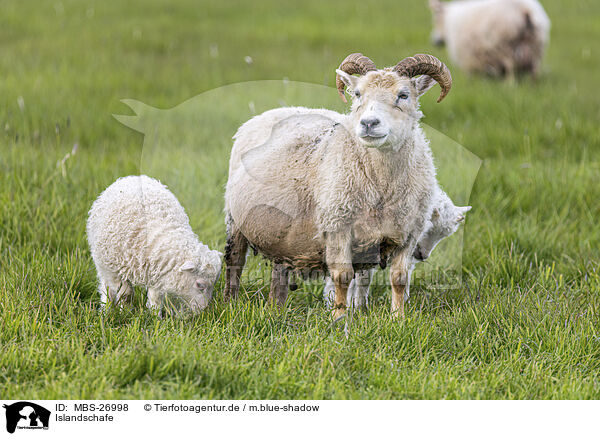 Islandschafe / Islandic sheeps / MBS-26998