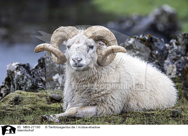 Islandschaf / Islandic sheep / MBS-27190