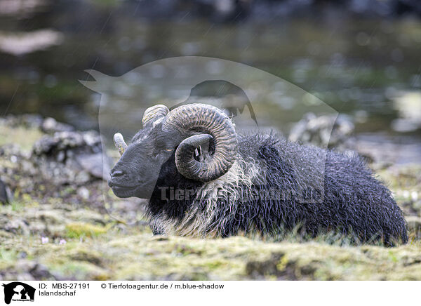 Islandschaf / Islandic sheep / MBS-27191