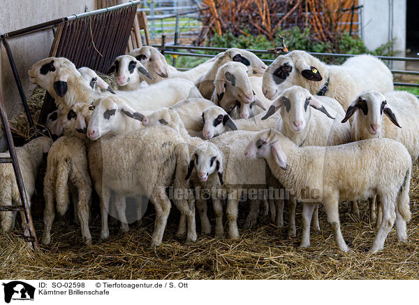 Krntner Brillenschafe / Carinthian sheeps / SO-02598