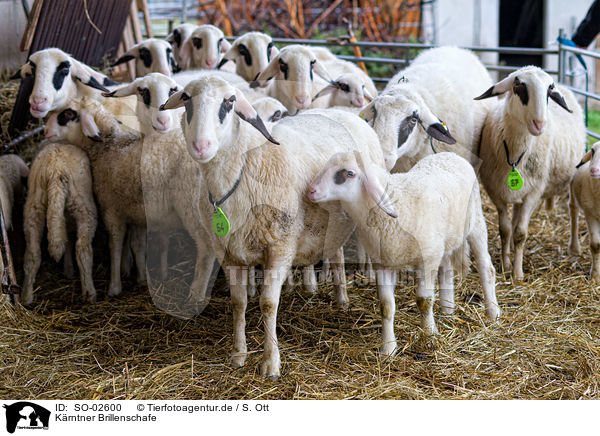 Krntner Brillenschafe / Carinthian sheeps / SO-02600