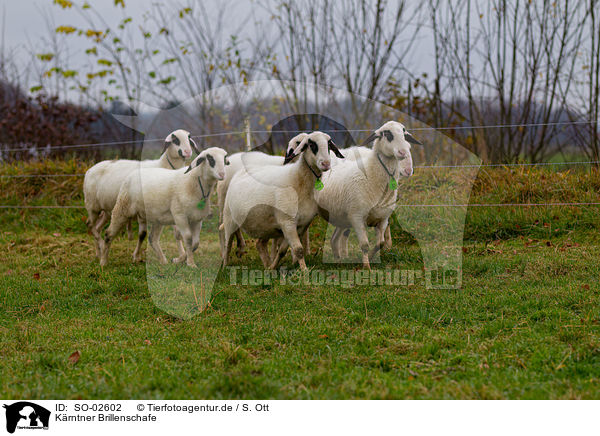 Krntner Brillenschafe / Carinthian sheeps / SO-02602