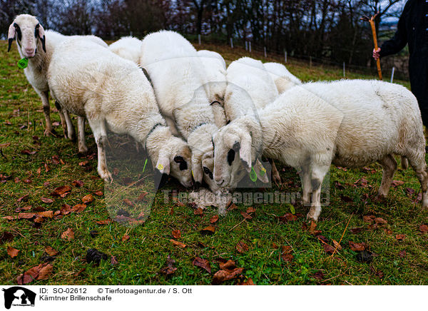Krntner Brillenschafe / Carinthian sheeps / SO-02612