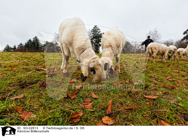 Krntner Brillenschafe / SO-02613