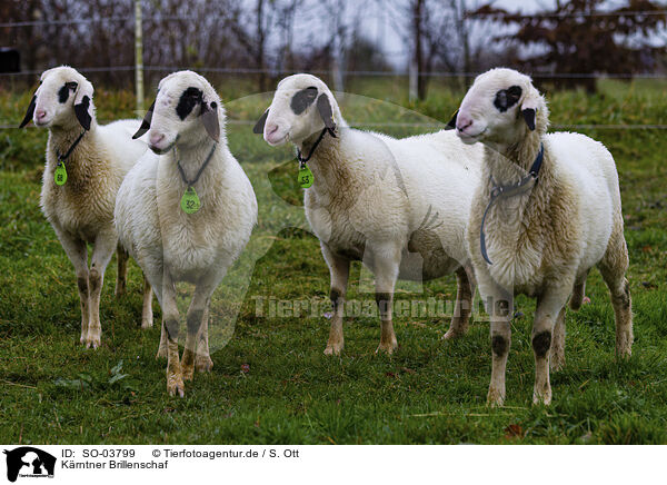 Krntner Brillenschaf / Carinthian sheep / SO-03799