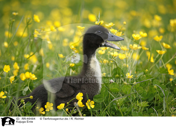 Kajuga Ente / Kajuga duck / RR-46484