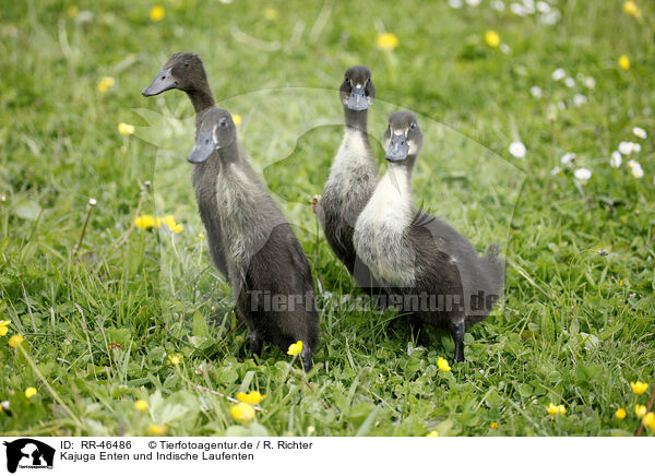 Kajuga Enten und Indische Laufenten / RR-46486