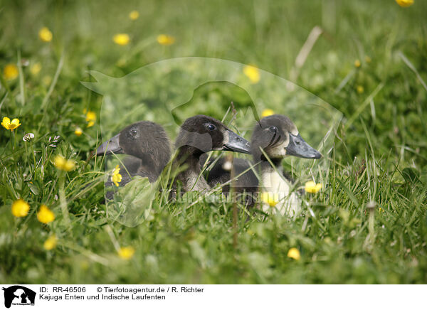 Kajuga Enten und Indische Laufenten / RR-46506