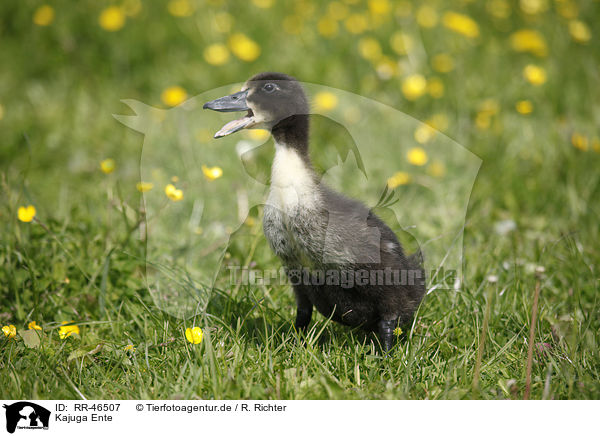 Kajuga Ente / Kajuga duck / RR-46507