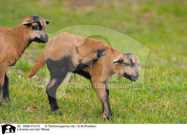 Lmmer auf der Wiese / DMS-01010