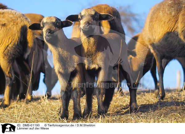 Lmmer auf der Wiese / DMS-01190