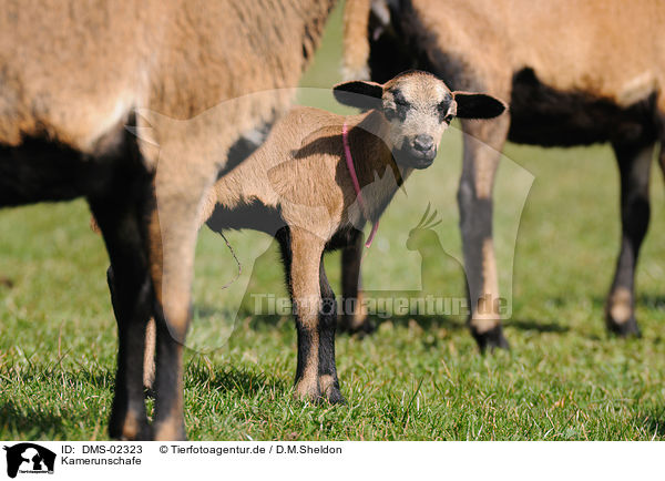 Kamerunschafe / sheeps / DMS-02323