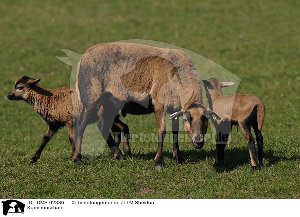 Kamerunschafe / sheeps / DMS-02336