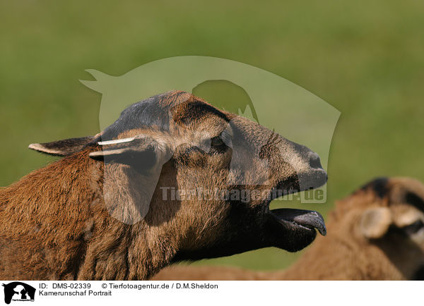 Kamerunschaf Portrait / sheep portrait / DMS-02339