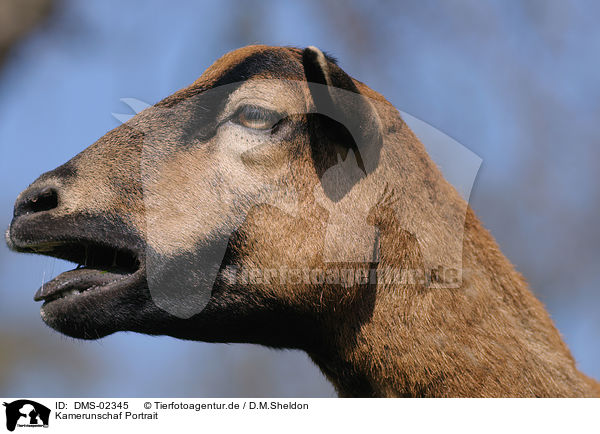 Kamerunschaf Portrait / sheep portrait / DMS-02345